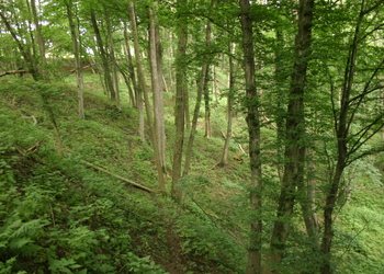 Eichen-Hainbuchenwälder - © Emanuel Trummer